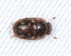 Cryptarcha concinna