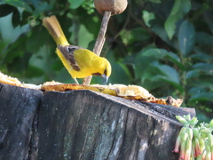Icterus nigrogularis nigrogularis