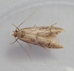 Blastobasis lacticolella