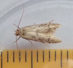 Blastobasis lacticolella