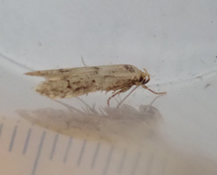 Blastobasis lacticolella