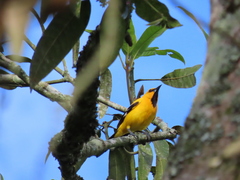 Icterus nigrogularis nigrogularis