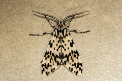 Galethalea portoricensis