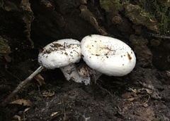 Lactarius repraesentaneus