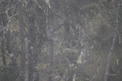 Pseudonestor xanthophrys