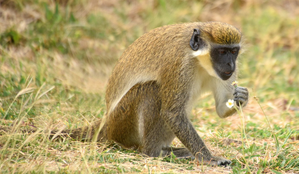 Fundación Neotrópico - Imamu es un mono verde africano, Chlorocebus  sabaeus. Es el padre o el abuelo de Mike, con quien convive actualmente  (ver en entrada anterior). Es un ejemplar muy anciano (