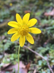 Crocidium multicaule