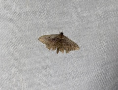 Philereme transversata