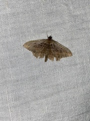 Philereme transversata