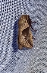 Prolimacodes triangulifera