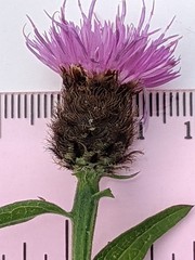Centaurea debeauxii