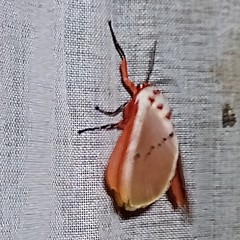 Trosia nigropunctigera