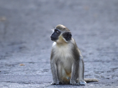 Green Monkey photo 5