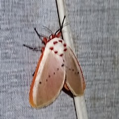 Trosia nigropunctigera