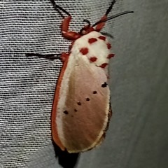 Trosia nigropunctigera