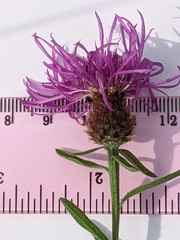 Centaurea debeauxii