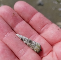Batillaria attramentaria