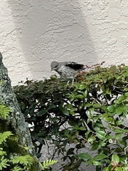 Mimus polyglottos image