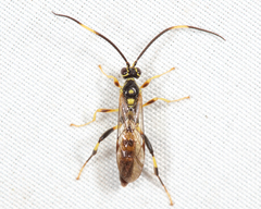 Cratichneumon paratus