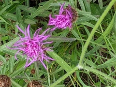 Centaurea debeauxii