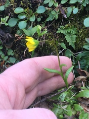 Crocidium multicaule
