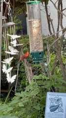 Cardinalis cardinalis image