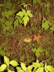 Agaricales