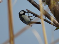 Parus minor