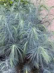 Pinus maximartinezii