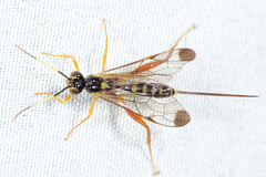 Spilopteron occiputale