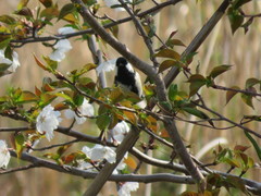 Parus minor