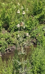 Dipsacus laciniatus