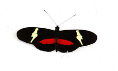 Heliconius clysonymus clysonymus
