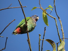 Pionus menstruus rubrigularis