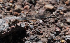 Argia munda