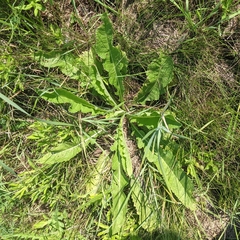 Dipsacus laciniatus