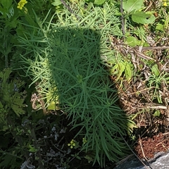Linaria vulgaris