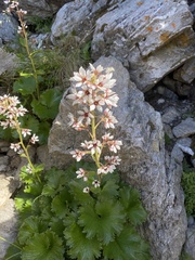 Boykinia richardsonii