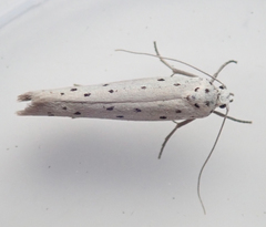 Yponomeuta malinellus