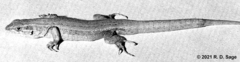 Liolaemus yalguaraz
