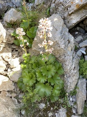 Boykinia richardsonii