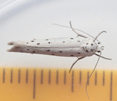 Yponomeuta malinellus