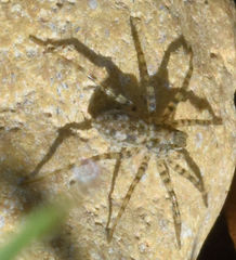 Pardosa mercurialis