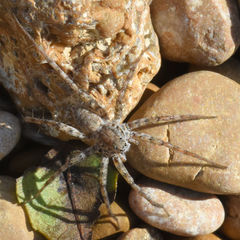 Pardosa mercurialis