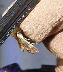 Elophila occidentalis