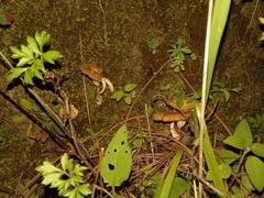 Agaricales
