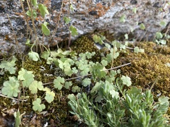 Saxifraga cernua