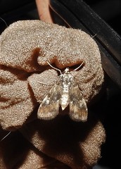 Elophila occidentalis