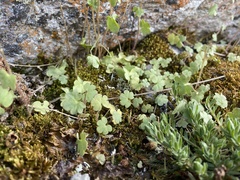 Saxifraga cernua