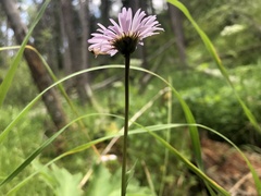 Erigeron eximius